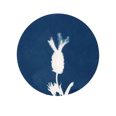 07-Lavanda-II-serie-Flora-Maria-Martin-Bolanos