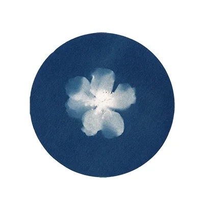 09-Flor-de-cerezo-serie-Flora-Maria-Martin-Bolanos