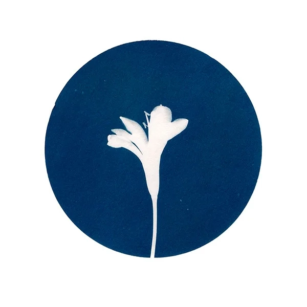 Agapanto-CIRCULO-Postal-Cianotipia