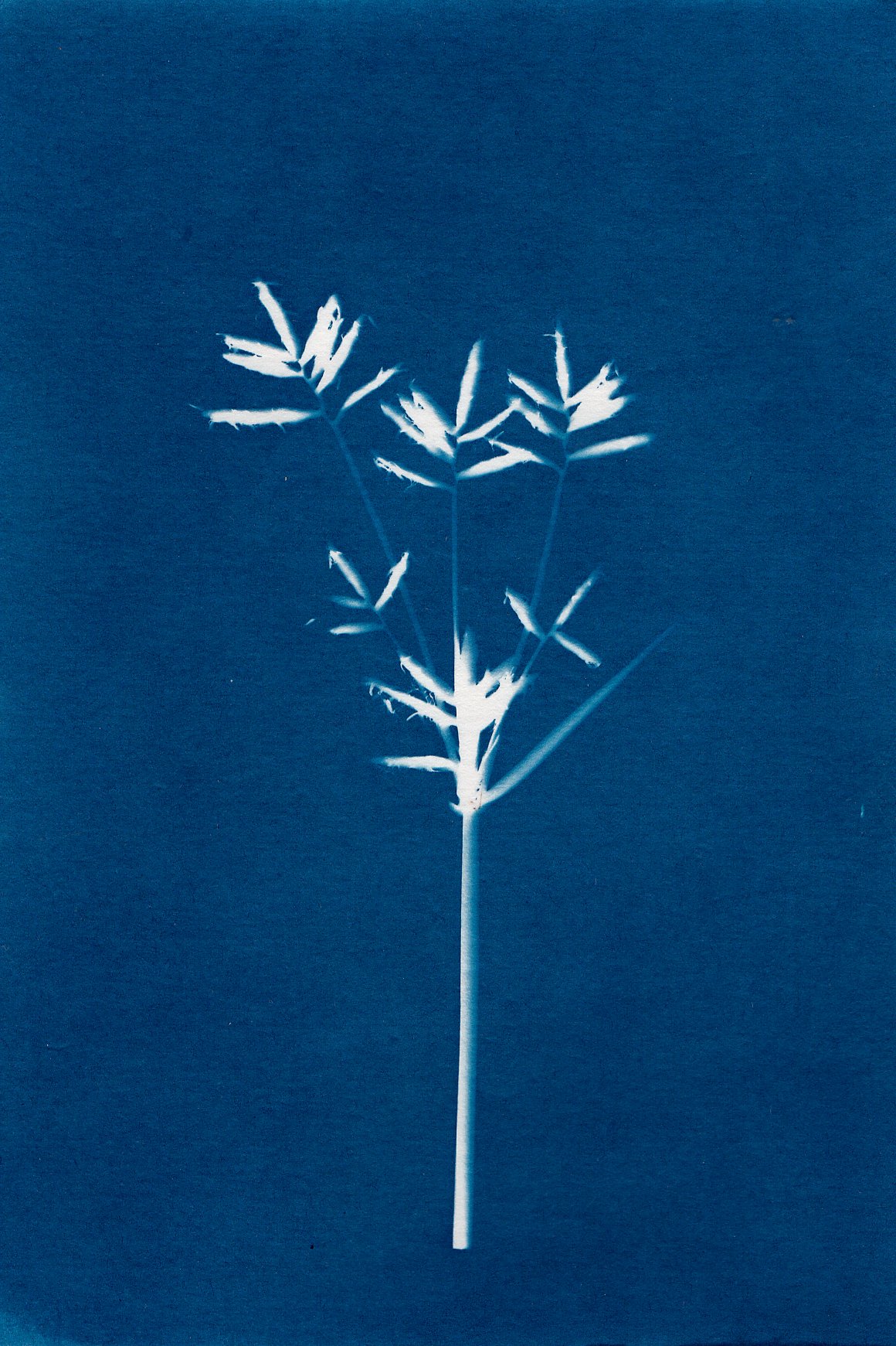 Grama-serie-flora-Maria-Martin-Bolanos