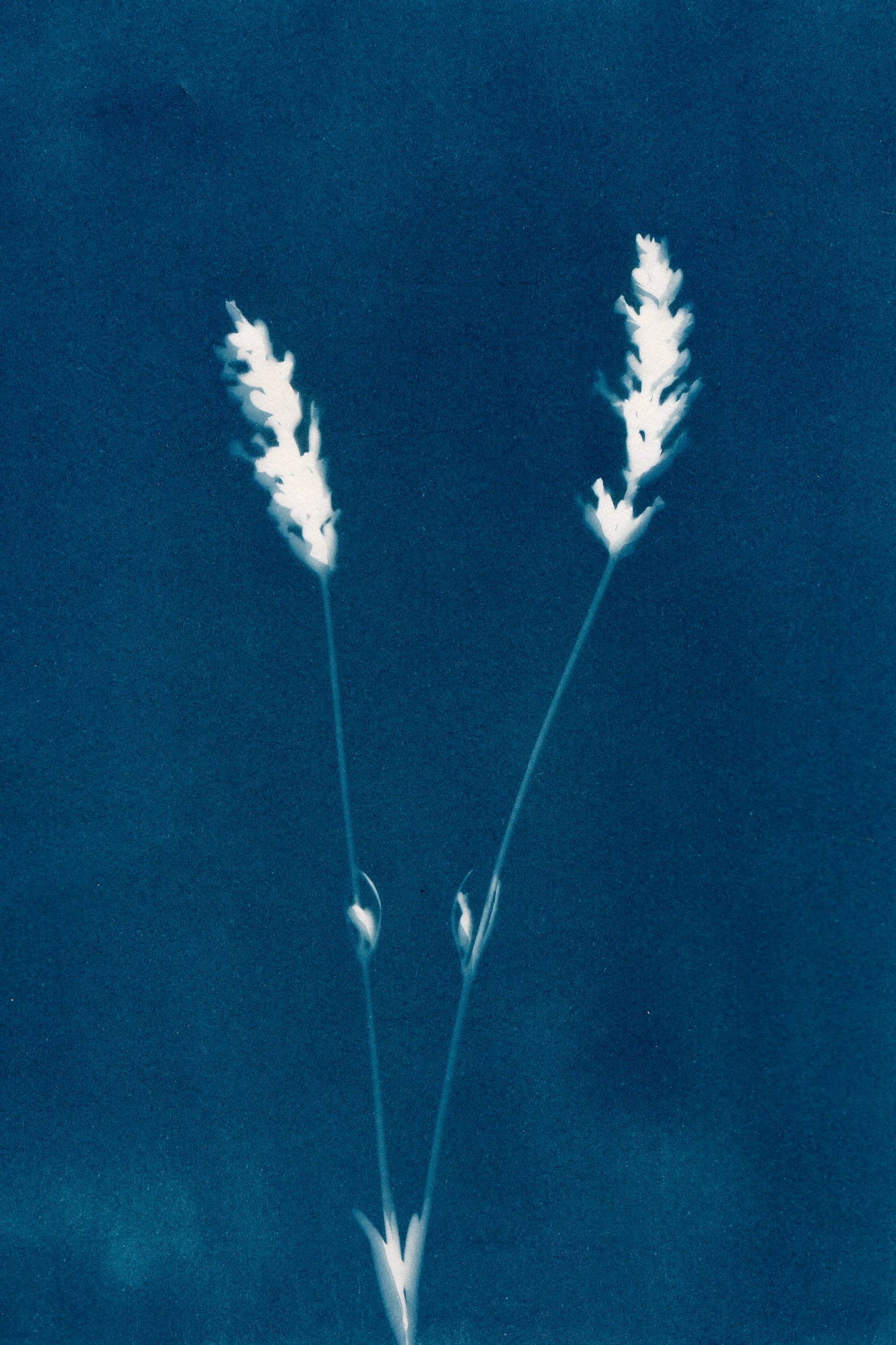 Lavanda-de-espliago-serie-flora-Maria-Martin-Bolanos