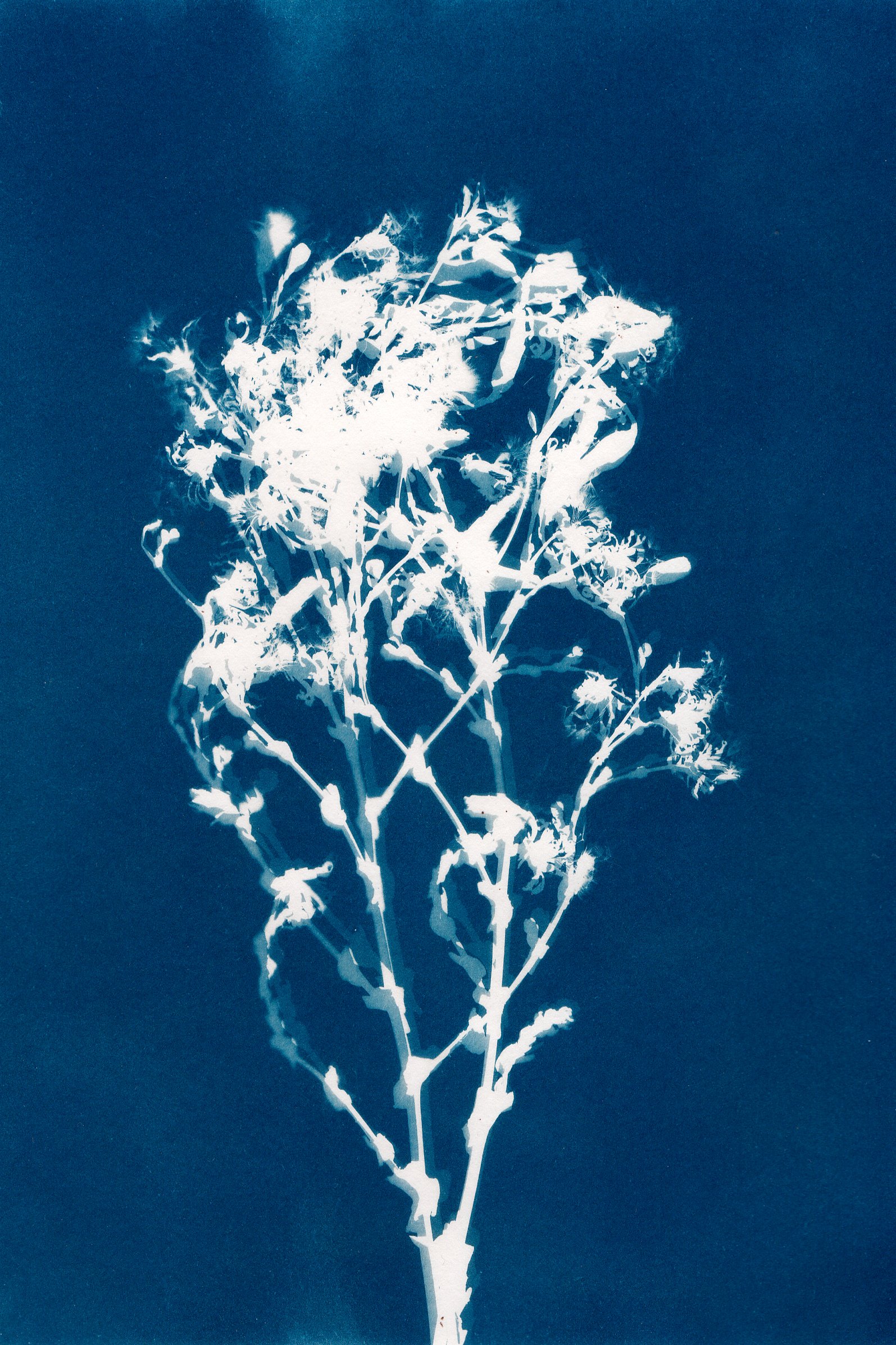 Lechuga-serie-flora-Maria-Martin-Bolanos