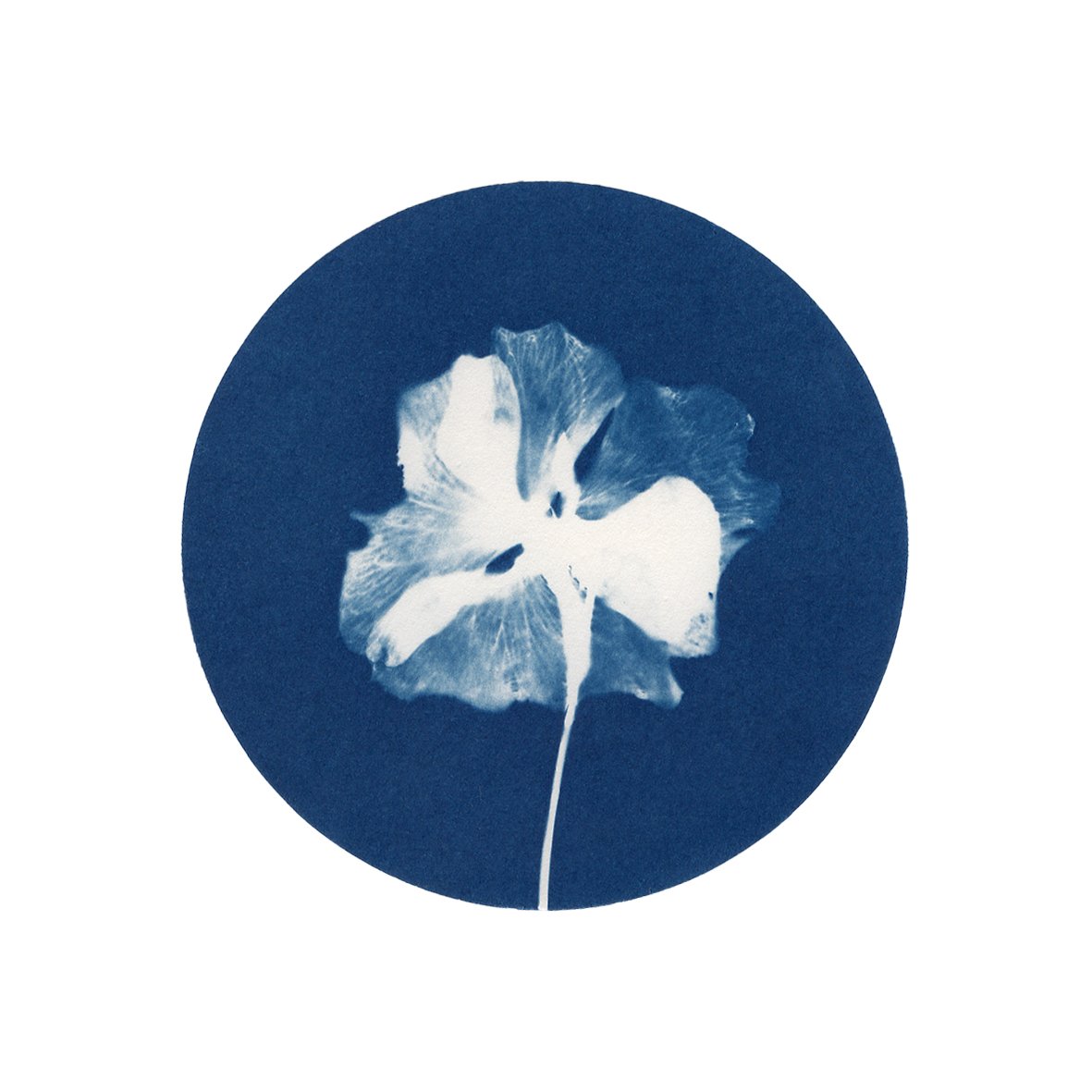 Pensamiento-serie-flora-Maria-Martin-Boilanos