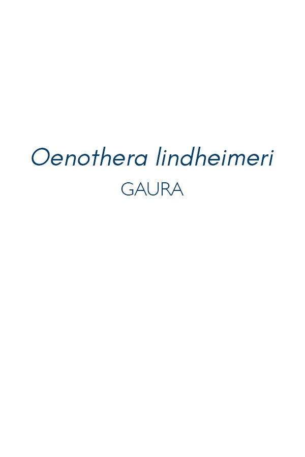 Titulo-gaura-serie-Flora-Maria-Martin-Bolanos