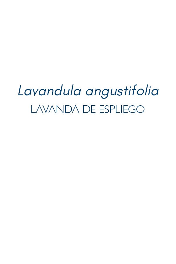Titulo-lavanda-espliego-serie-flora-Maria-Martin-Bolanos