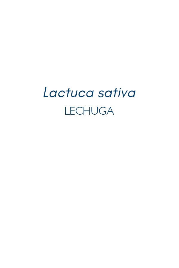 Titulo-lechuga-serie-flora-Maria-Martin-Bolanos