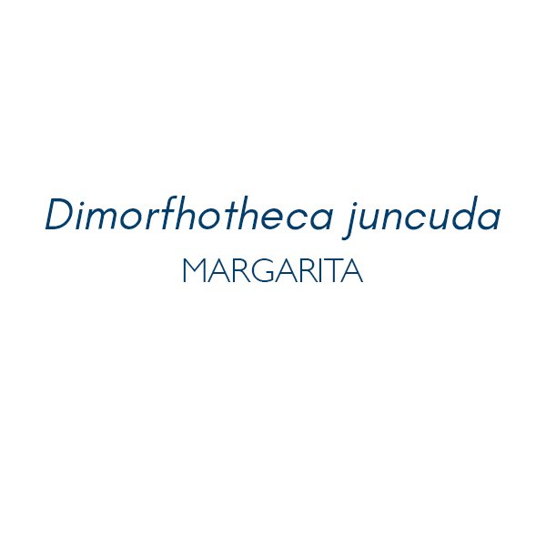 Titulo-margarita-serie-flora-Maria-Martin-Bolanos